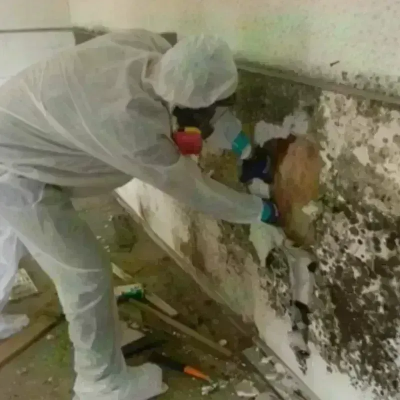 Mold Remediation and Removal in Sevierville, TN